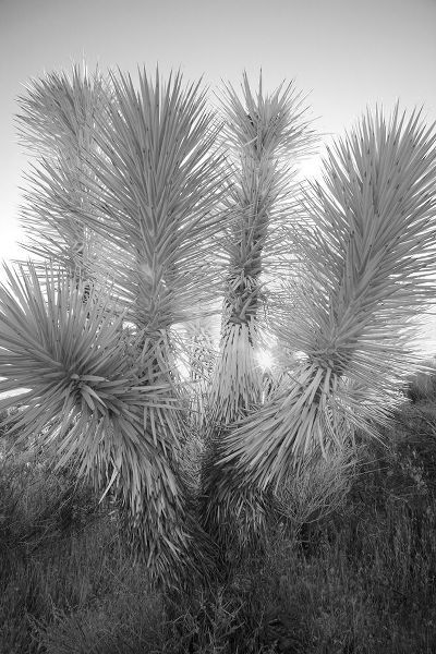 Jones, Adam 아티스트의 Joshua tree-Mojave Desert-California작품입니다.